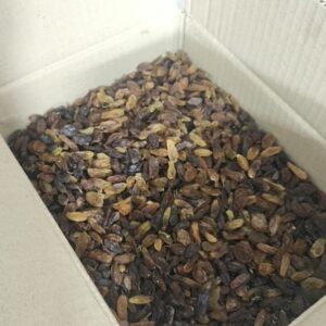 کشمش آفتابی آبگیری