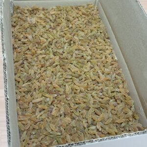 کشمش سبز