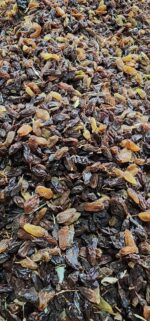 کشمش آفتابی آبگیری