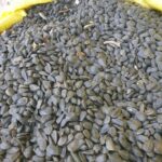تخمه سیاه ریز